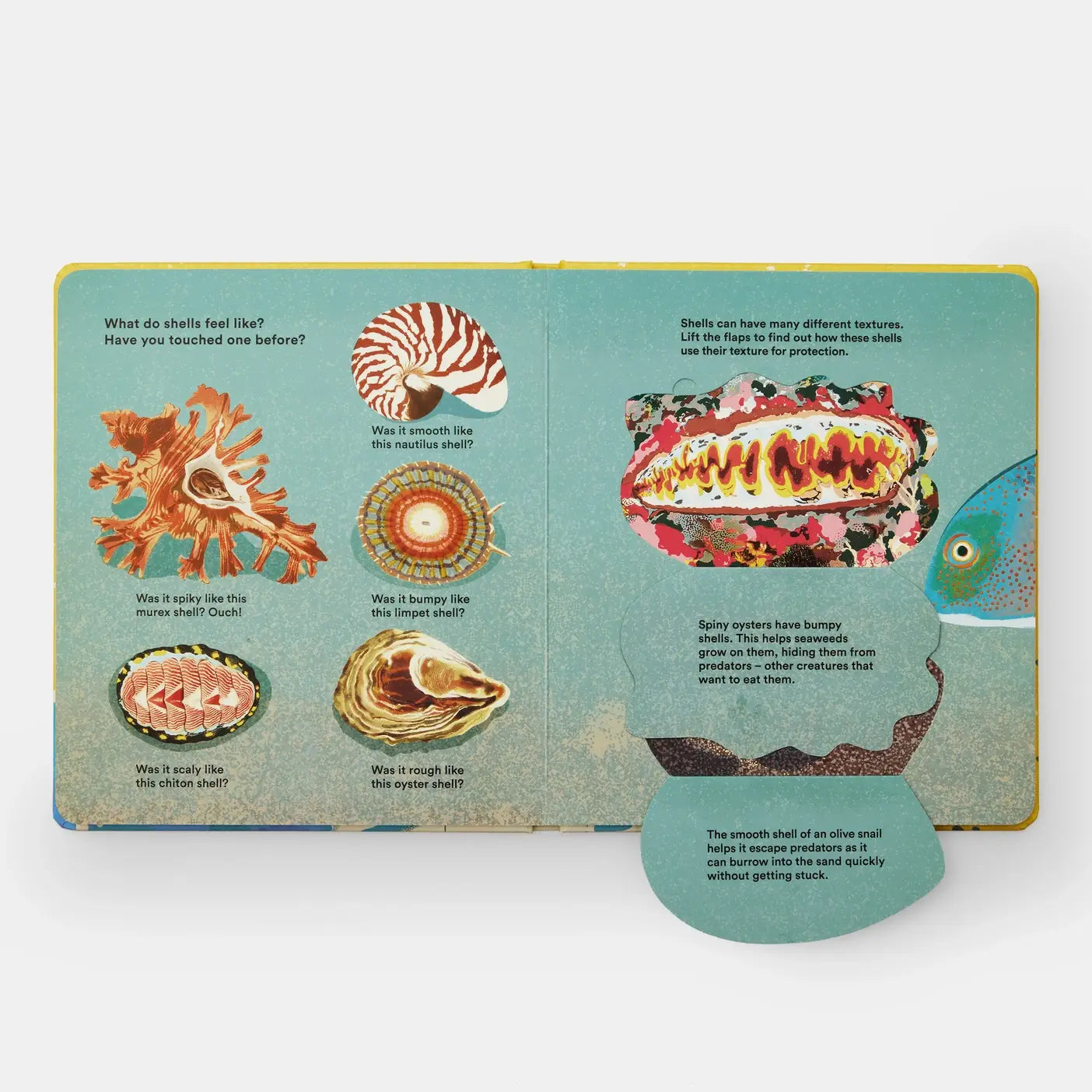 Shells... And What They Hide Inside