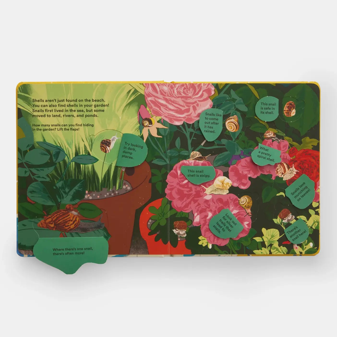 Shells... And What They Hide Inside